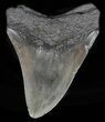 Bargain, Fossil Megalodon Tooth - Georgia #60892-1
